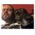 Carter Hatfield's profile image