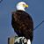 Earl Blackaby's profile image