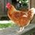 Granny Clucker's profile image