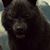 Randi Haines's profile image