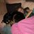 Jennifer Edwards Mayes's profile image