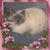 Phyllis Bibb's profile image