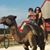 Renee Gibbons's profile image