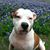 Daryll Bruno's profile image