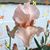 Iris Keogh's profile image