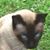 Val Converso's profile image