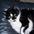 Shannon Sue's profile image