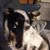Dean Fawbush's profile image