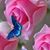 Sandra McMurray's profile image
