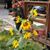 Susan Hughes's profile image