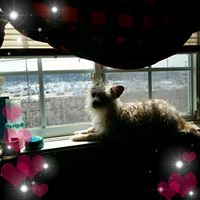 Kevin Adams's profile image