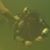 Chuk Horton's profile image