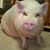 Nancy Scott Perry's profile image