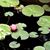 Linda Rosenblit's profile image