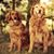 Donna Helding's profile image