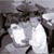 Alessandra Niceta Rose's profile image