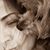 Dani Chagas's profile image