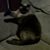 Rosie Sopher's profile image