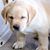 Sharlene Cook's profile image