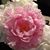 Ellen Anderson's profile image
