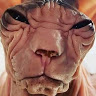 DGM-WACKY-TACKY L.'s profile image