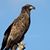 Lynda Bourque Sheffield's profile image
