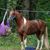 Pam K Hamlin's profile image