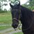 Pamela Transon Nelson's profile image