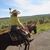 Janice Feltenberger's profile image