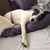 Cara Corso's profile image