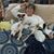 Violet Toscano Wallace's profile image