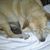 Sonia Maribel's profile image