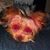 Harriet Kahler's profile image