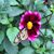 Lucia Regalado's profile image