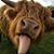 Linda Hansen Buie's profile image