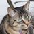 Jeanette Ongena's profile image