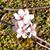 Christine Pecora Luster's profile image
