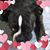 Rose Morrison's profile image