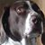 Dave Delloso's profile image