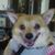 Denise Gilcrease's profile image