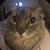 Jenny King Limon's profile image