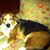 Pat Bassett's profile image