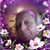 Diane Newton's profile image
