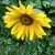 Liz Acheson Heasly's profile image