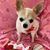 Anne Bissacco's profile image