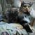 Connie Saylor's profile image