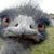 Dale Meyer's profile image
