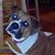 Lisa Bennefield Shillinglaw's profile image