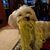 Shelly Filips's profile image