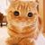 Toom Eva's profile image